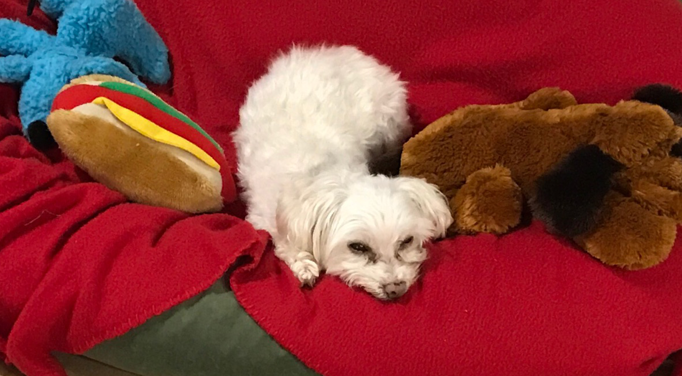 small white dog lying in the middle of dog toys