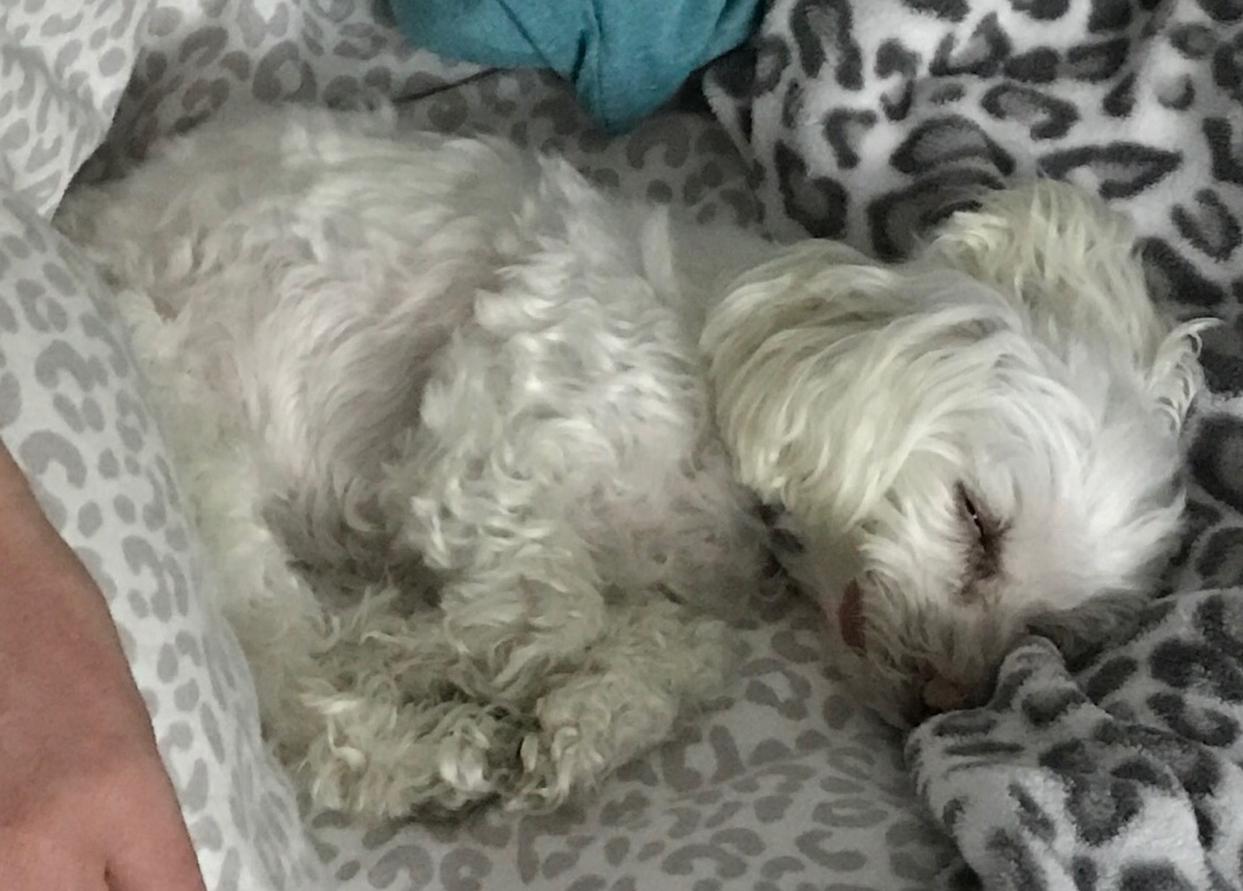 small white dog sleeping on side with tongue out