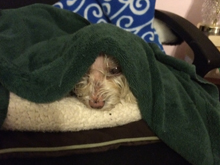 wet small white dog grumpy underneath towel