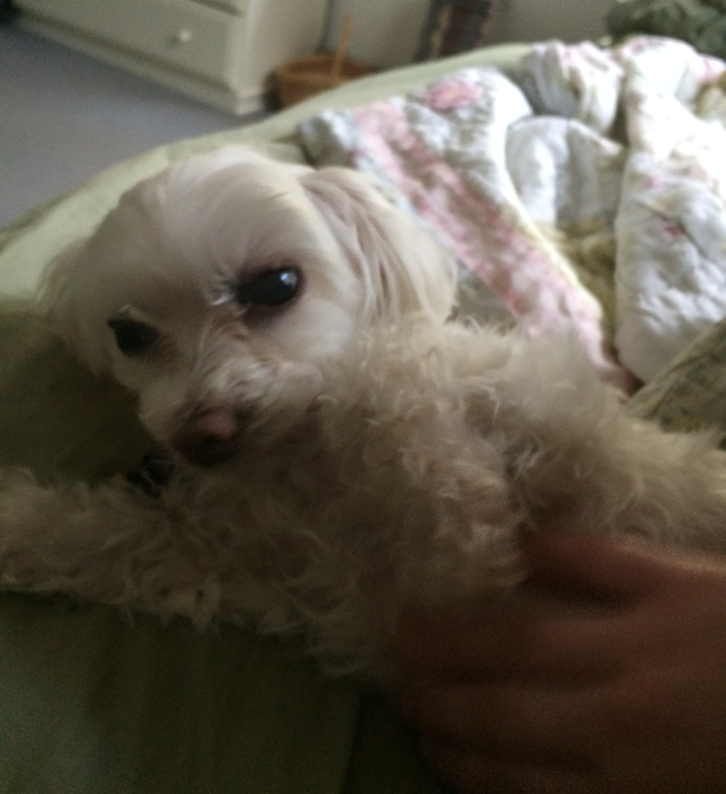 small white dog lying in bed getting tummy rubs