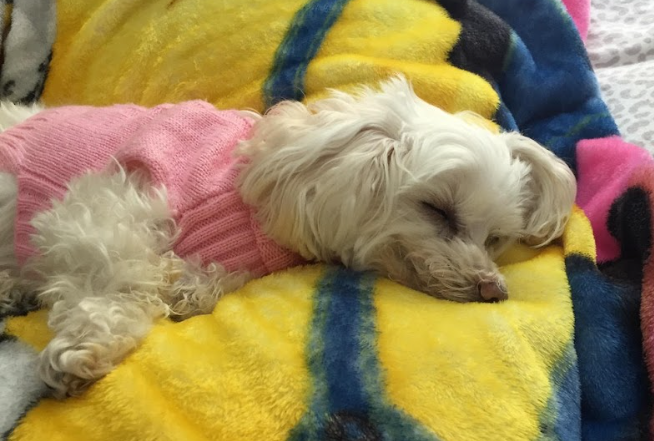 small white dog in pink sweater sleeping on fleece blanket