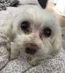 small white dog looking up at camera with huge eyes