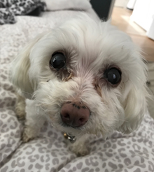 photo of a poodle maltese with her face very close to the camera and eyes wide