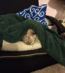 photo of a wet poodle maltese wrapped in a blanket with just her face showing, looking grumpy