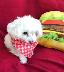 photo of a poodle maltese lying on a red background in front of a plush hamburger wearing a checkered bandana
