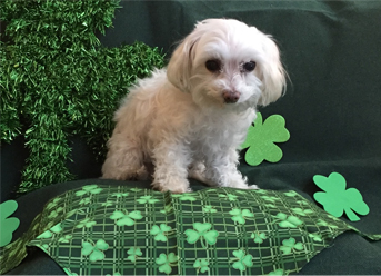 photo of a poodle maltese sitting on a four leaf clover fabric square surrouned by green and paper cut outs of more clovers