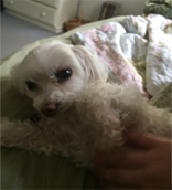 photo of a poodle maltese lying on a bed on her side as her tummy is rubbed
