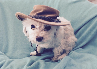 photo of a poodle maltese sitting on a light blue blanket with a cowboy hat on