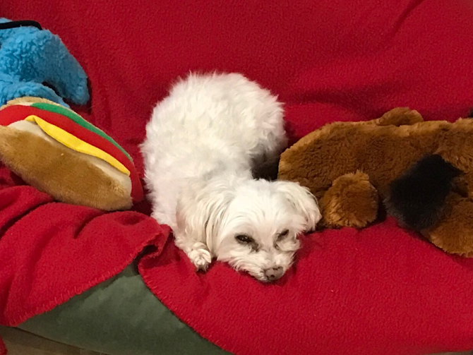 photo of a poodle maltese lying on a red blanket surround by a collection of stuffed toys