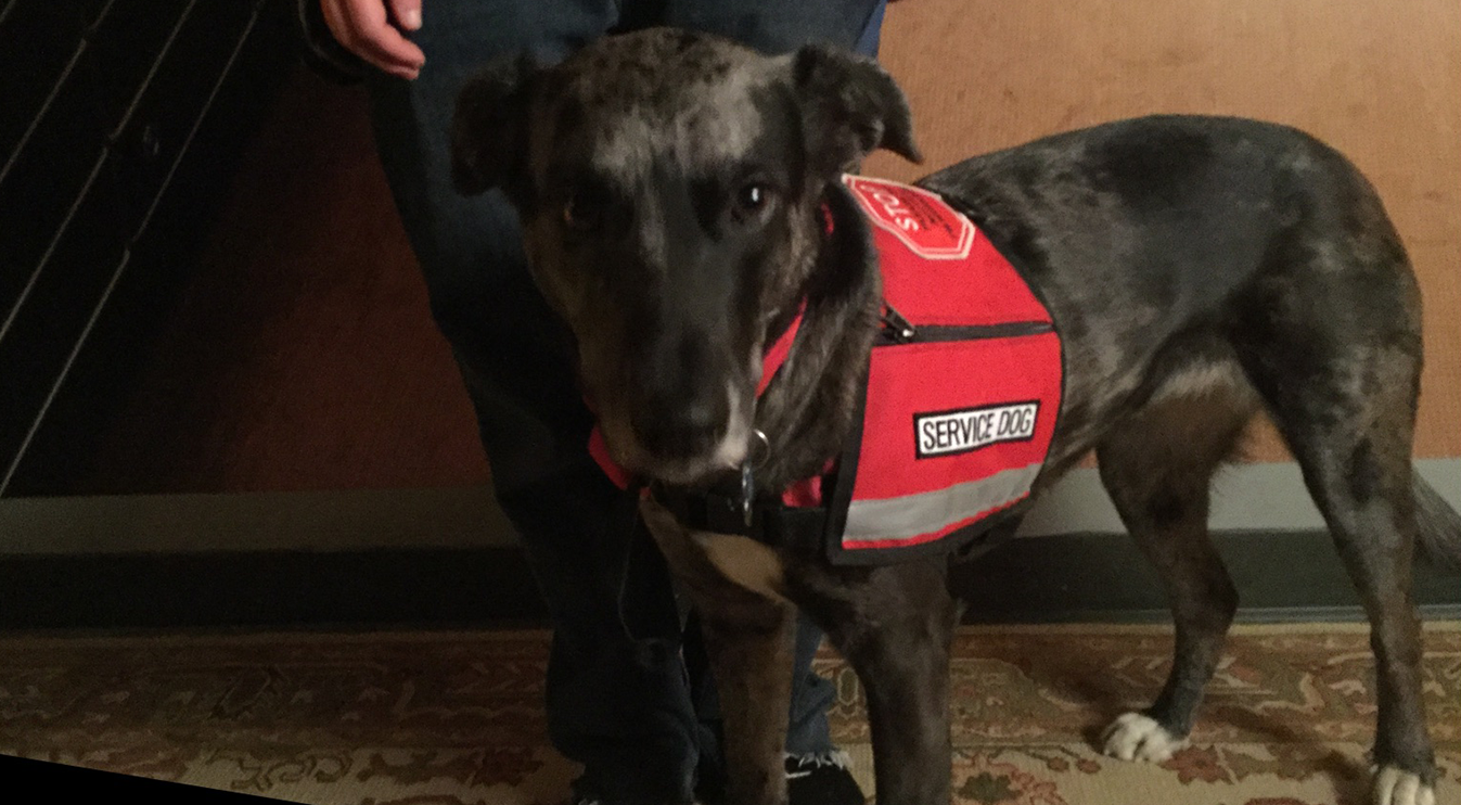 service dog standing next to handler