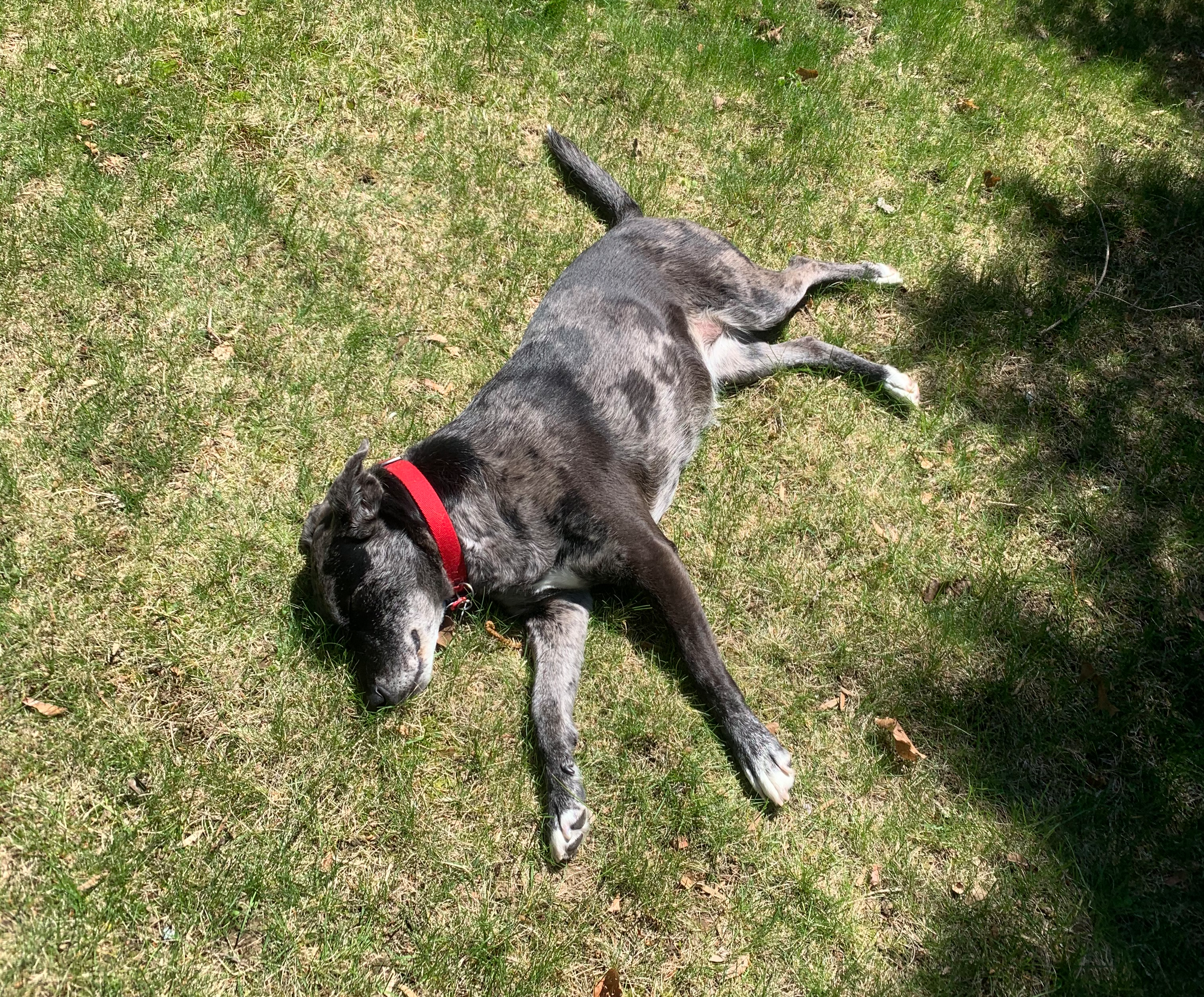 dog lying sprawled out in grass