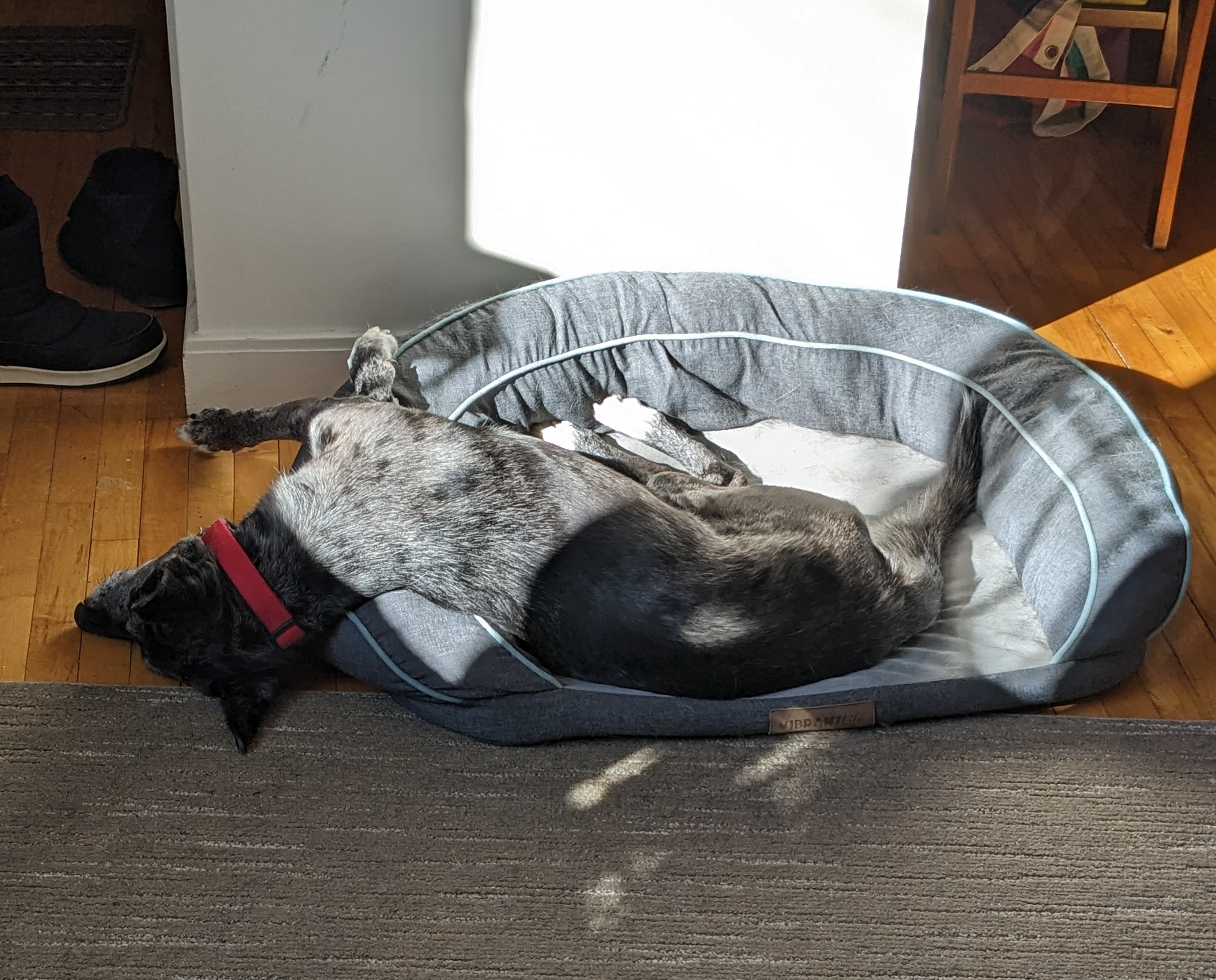 closeup of dog's face with mouth open playfully