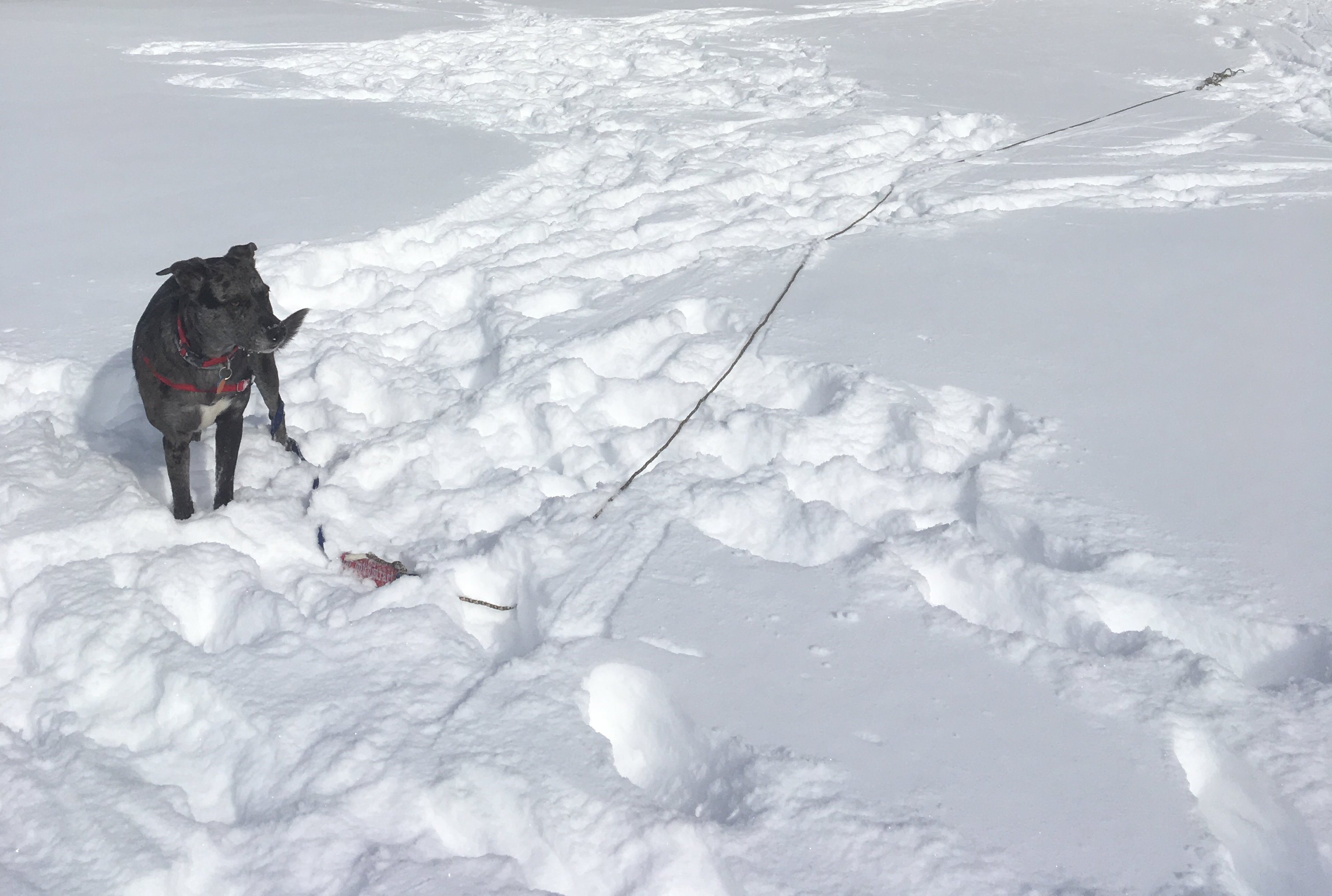 dog standing in snowy field with tracks from running around