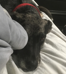 photo of a catahoula mix dog lying on a bed and looking up at the camera, her face half-hidden by a blanket
