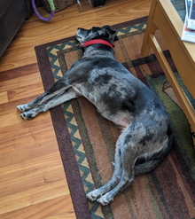 photo of a catahoula mix dog lying on her side on the floor with her legs stretched out somewhat rigidly