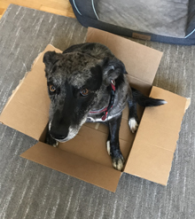 photo of a catahoula mix dog looking up at the camera as she sits inside a large box