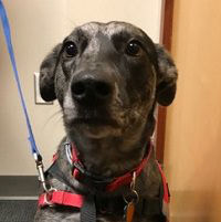 photo of a catahoula mix dog sitting politely and facing the camera