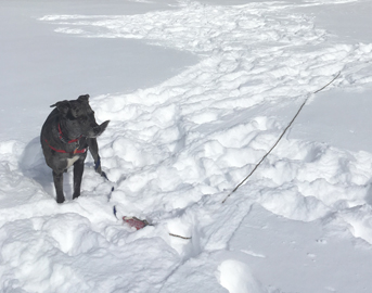 photo of a catahoula mix dog standing in the snow with tracks of paw prints all around her