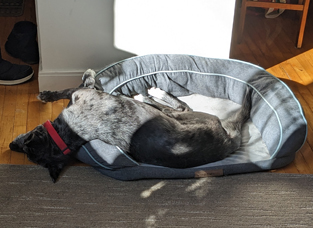 photo of a catahoula mix dog sprawled out in her bed in a ray of sunlight