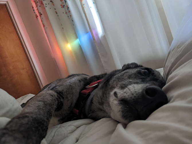 photo of a catahoula mix dog lying on a bed, looking happy