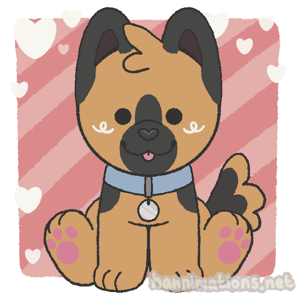 tan german shepherd with blue collar