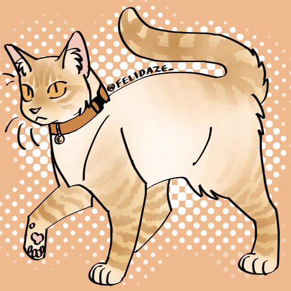 flame point siamese cat in orange collar
